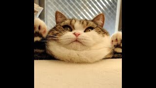 【Splatoon 2】チャイルドボイスのスプラトゥーン2【令和121日目】