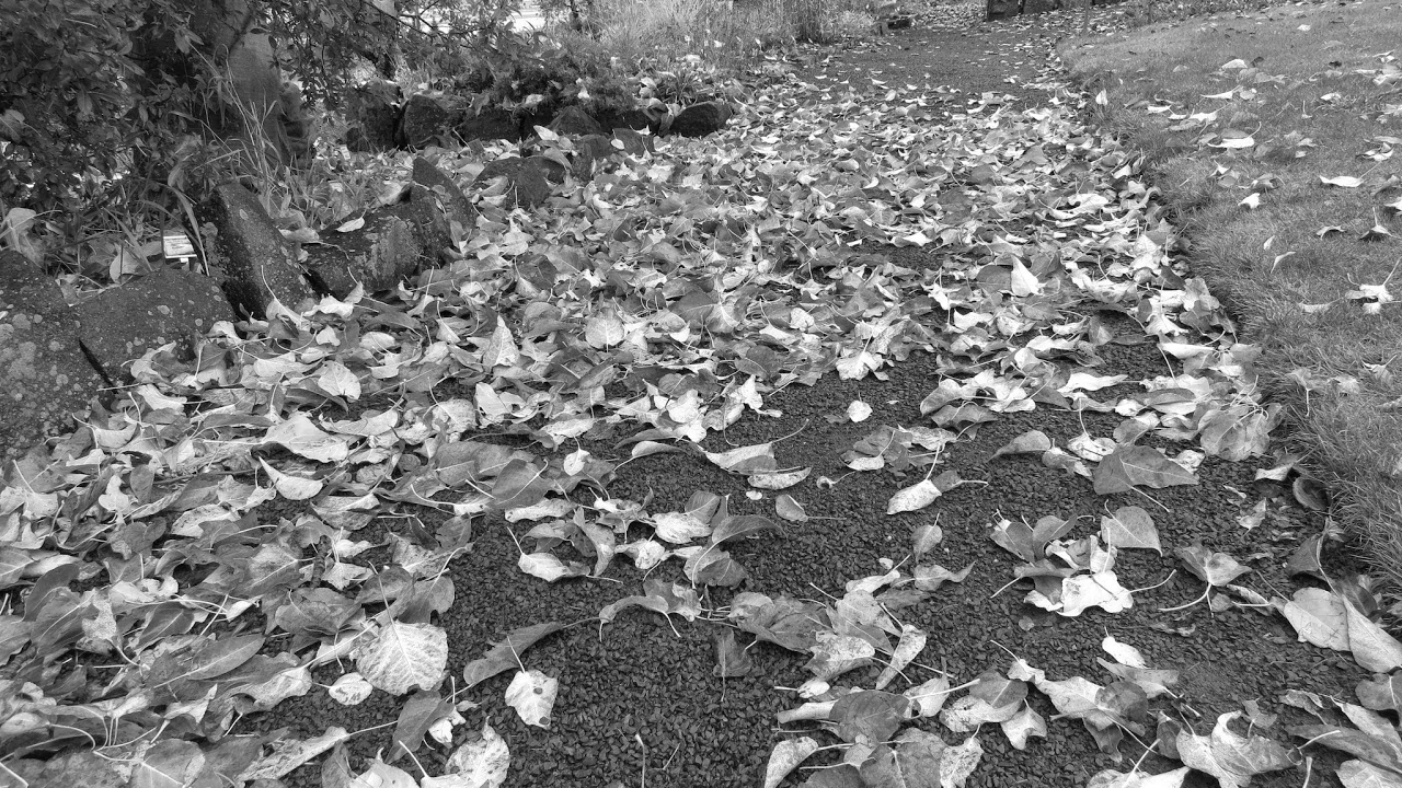 DBFZ Janemba Friza Teen Gohan チーム練習！