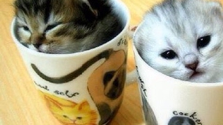 ［モンスターハンターワールド］のんびり