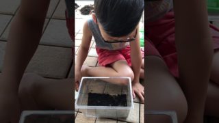 マインクラフト  カブトムシの観察   卵が孵化しました