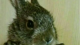 ＃モンスターハンターワールド　＃MHW    　...なにしよう。　　［参加型］