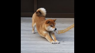 【スプラトゥーン2】ぺんぺんぺん（身内通話回）