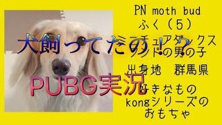 #PUBG#チームデスマッチ#TDM#わんちゃん#犬【PUBG:TDM】実況プレイ moth bud家の犬紹介