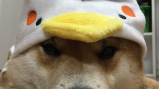 [マインクラフト]森の館でやられた分を取り返す！