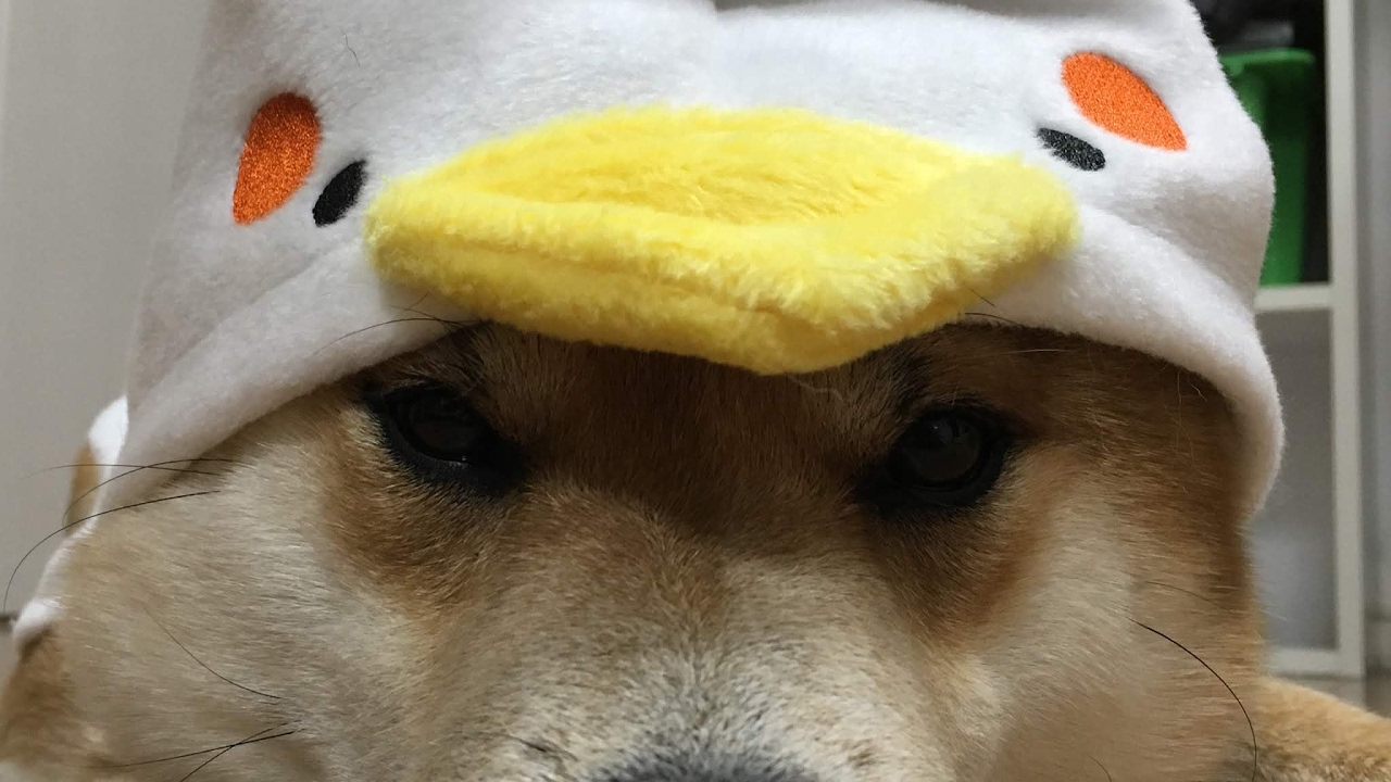 [マインクラフト]森の館でやられた分を取り返す！