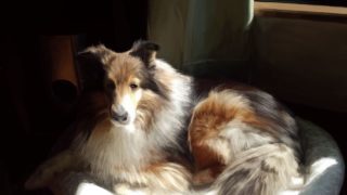 ドラゴンボールファイターズ　ランクマ件雑談