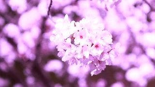 【スプラトゥーン2】エリアでもしよう