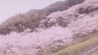 ［女性配信］のんびり実況配信　回線弱者が行く！PUBG　参加型配信