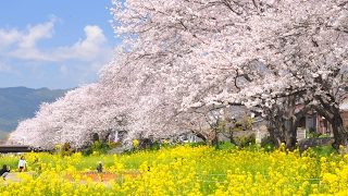 【マインクラフト】雑談9割