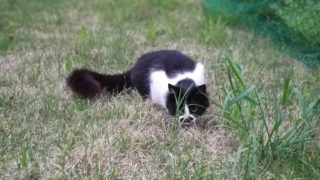 【生配信】マインクラフト　ワンピースMOD