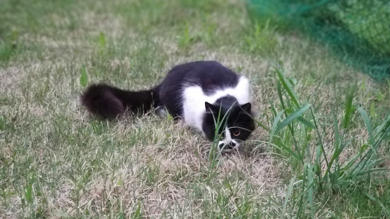 【生配信】マインクラフト　ワンピースMOD