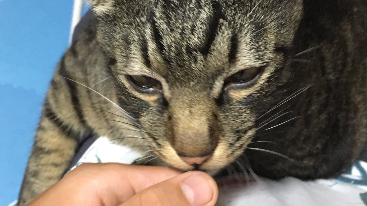 マインクラフト