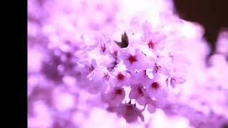 【スプラトゥーン2】適当に何かしよ