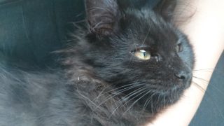 マインクラフトをやるだけ