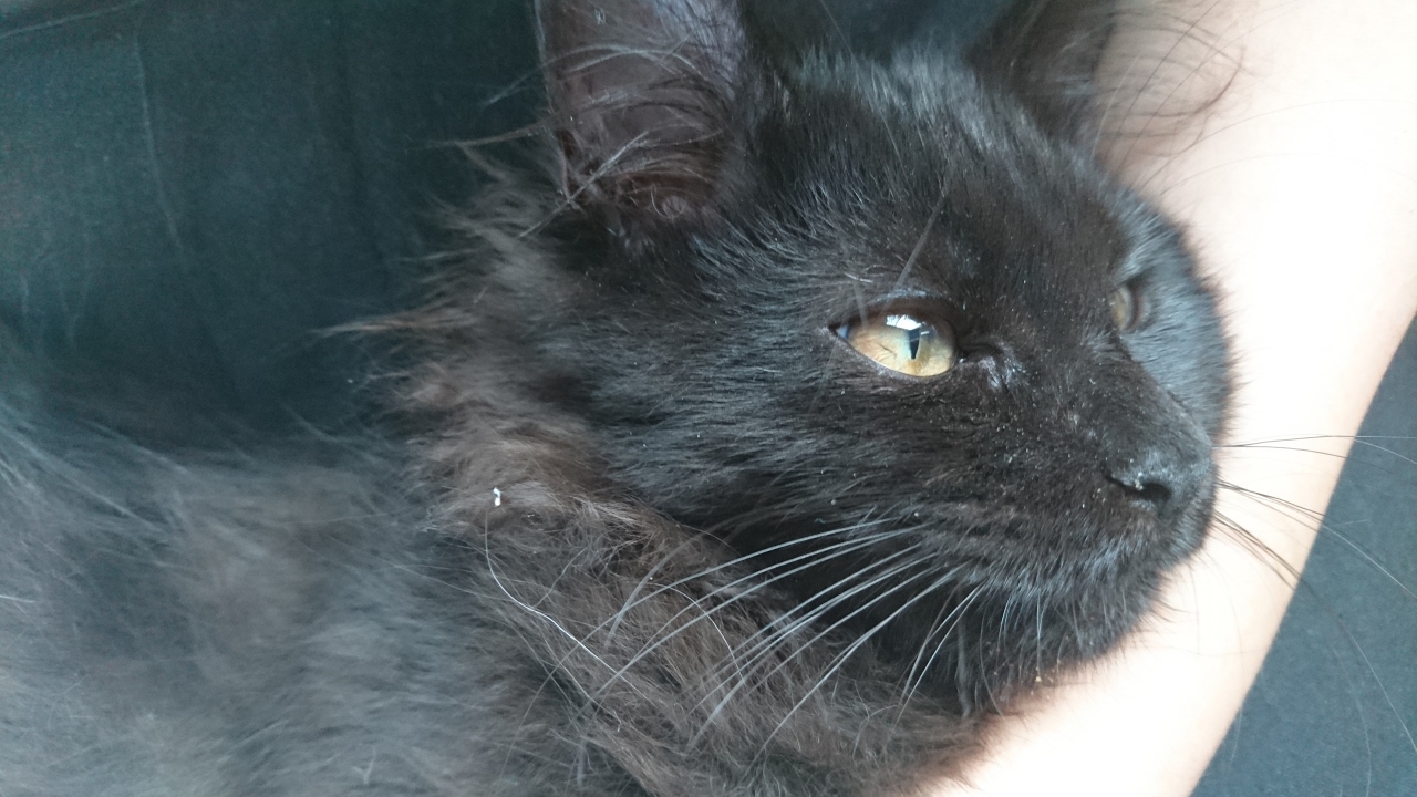 マインクラフトをやるだけ